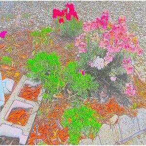 8 by 10 Print of My digitally Enhance Photo Titled MY Mail Box Garden